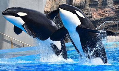 名古屋港水族館（車で約20分）