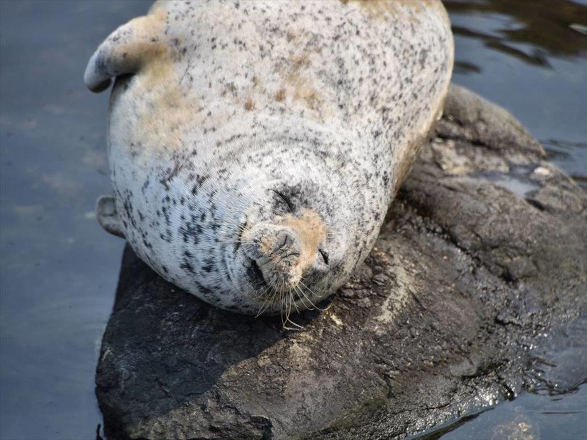 おたる水族館（ホテルから車で約15分）