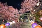 【鬼怒川温泉夜桜ライトアップ】4/3～4/12限定！夕食は早めの時間で夜桜観賞へ☆夕食は和洋中100種のバイキング♪♪