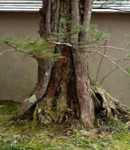 仙石原温泉 料亭旅館 いちい亭