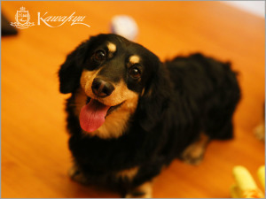 【王様のビュッフェ】＜愛犬と泊まれるメゾネット誕生＞愛犬専用バス付き！ご主人＆愛犬もご満悦♪